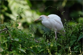 <p>VOLAVKA RUSOHLAVÁ ((Bubulcus ibis) ----- /Western cattle egret - Kuhreiher/</p>